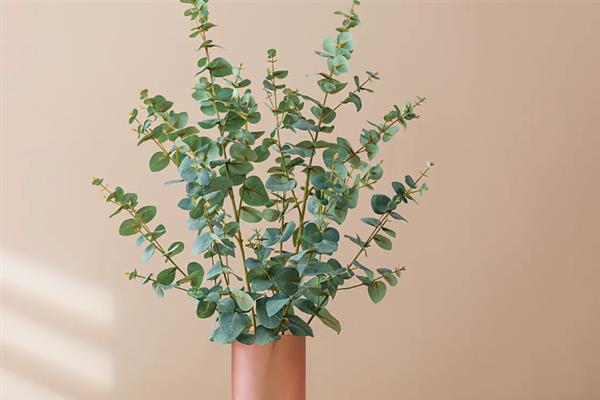 尤加利的花语，寓意恩赐、回忆等