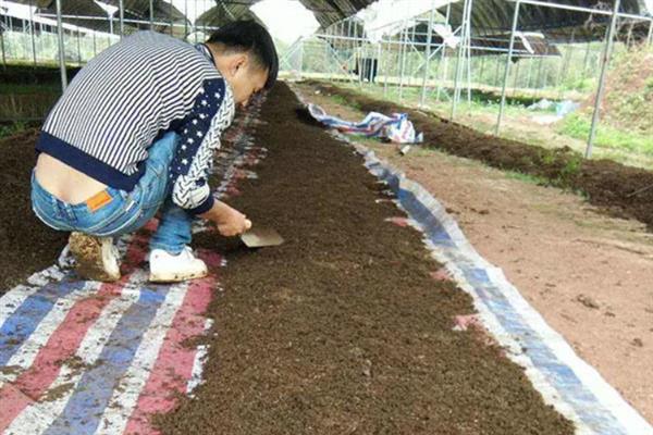 野生蚯蚓的养殖方法，每天对土壤洒一次水可防止蚯蚓脱水死亡