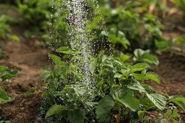 盆栽草莓如何种植，推荐在秋季栽种