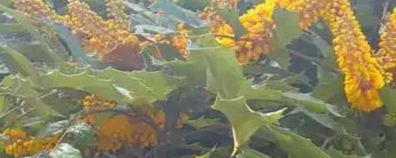黄连的种植技术，选择荫蔽度较大的林地种植