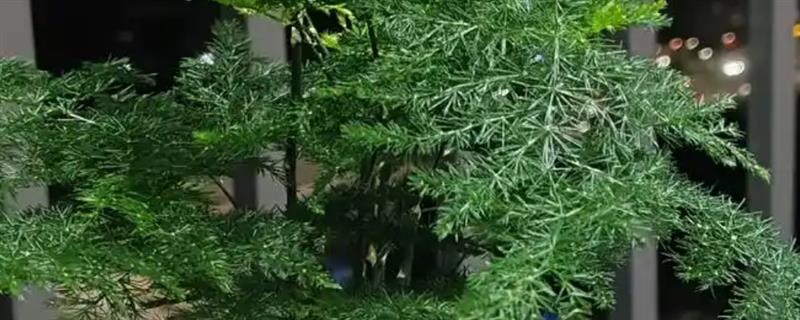 文竹能不能在室外过冬，生性不耐寒冬季要养在室内