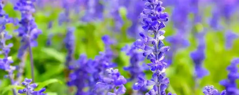 薰衣草是不是勿忘我，前者属于唇形科、后者属于紫草科