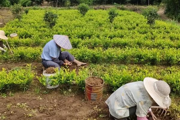 种植茶叶怎么预防旱热害，及时除草可减少水分蒸发
