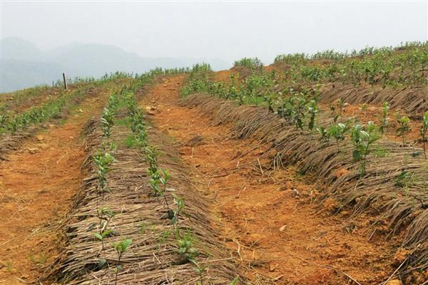 种植茶叶怎么预防旱热害，及时除草可减少水分蒸发