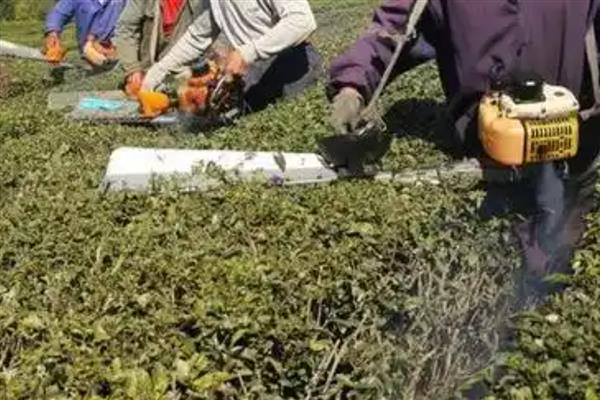 种植茶叶怎么预防旱热害，及时除草可减少水分蒸发