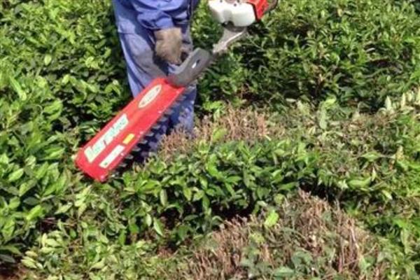 种植茶叶怎么预防旱热害，及时除草可减少水分蒸发