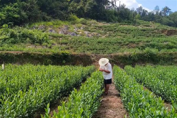种植茶叶怎么预防旱热害，及时除草可减少水分蒸发