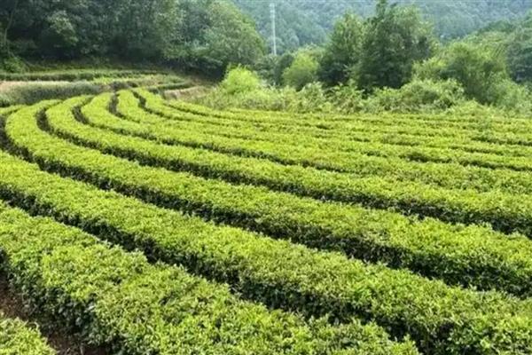 种植茶叶怎么预防旱热害，及时除草可减少水分蒸发