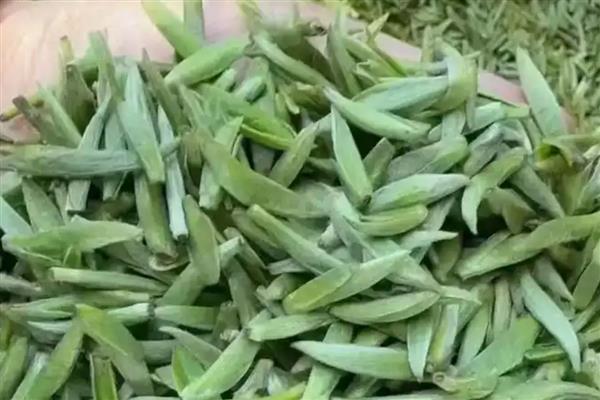 湄潭翠芽是哪种茶，属于炒青绿茶