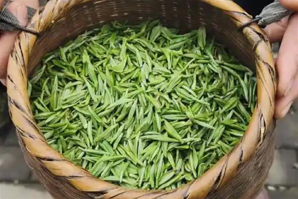 湄潭翠芽是哪种茶，属于炒青绿茶