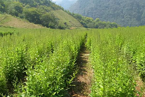 黄连的种植技术，选择荫蔽度较大的林地种植