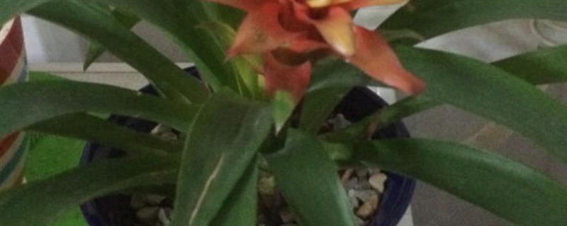 鸿运当头总有干叶的原因，一般是温度过低、水分过少、施肥过度等因素所致