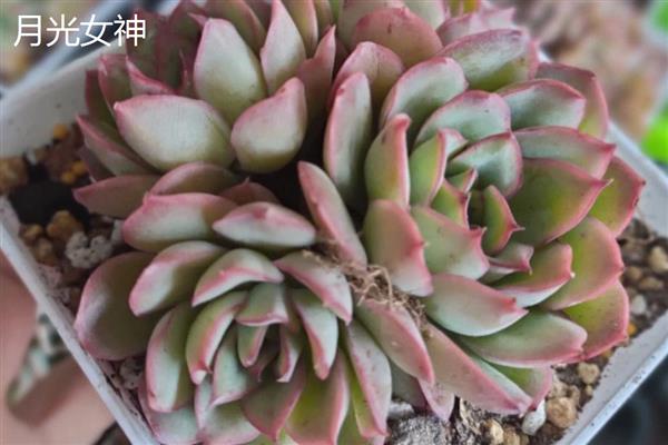 多肉有什么花语，代表坚韧顽强、梦幻色彩等含义