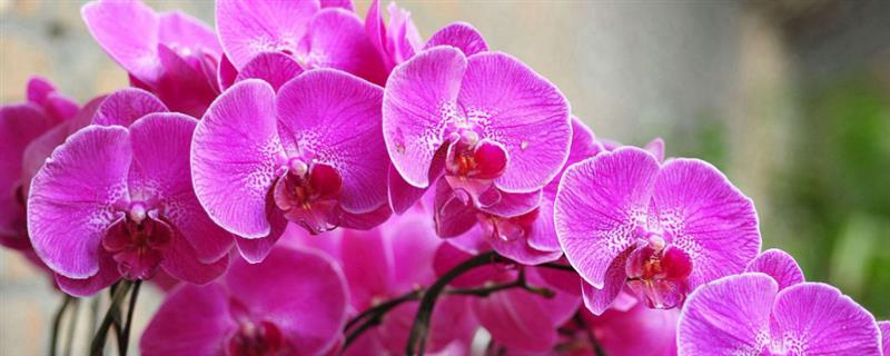 蝴蝶兰花期怎么养护，剪除枯黄浓密的枝叶可以节省养分