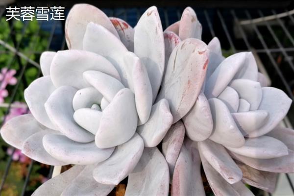 多肉有什么花语，代表坚韧顽强、梦幻色彩等含义