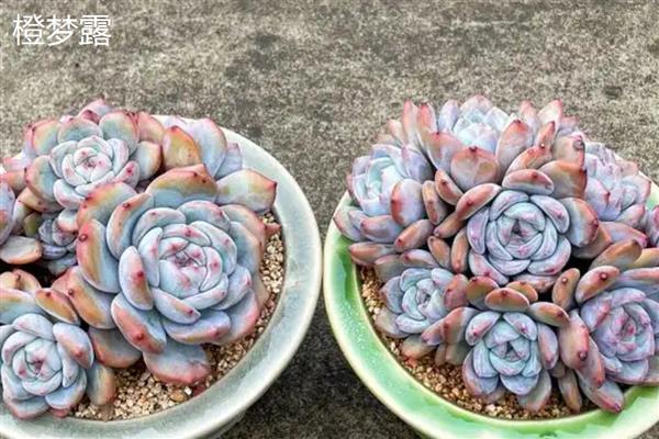 多肉有什么花语，代表坚韧顽强、梦幻色彩等含义