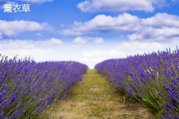 薰衣草是不是勿忘我,前者属于唇形科、后者属于紫草科