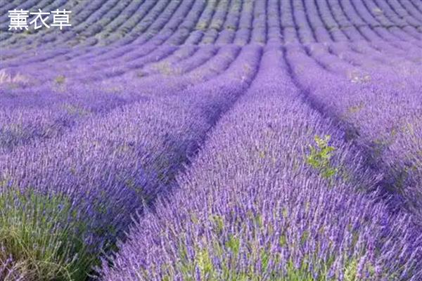 薰衣草是不是勿忘我,前者属于唇形科、后者属于紫草科
