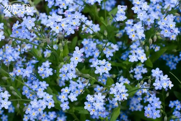 薰衣草是不是勿忘我,前者属于唇形科、后者属于紫草科