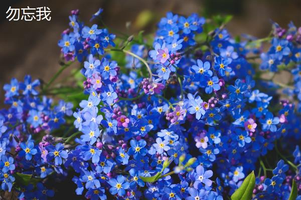薰衣草是不是勿忘我,前者属于唇形科、后者属于紫草科