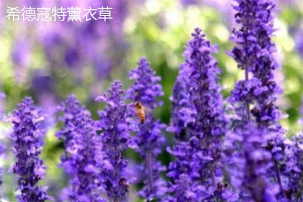 薰衣草是不是勿忘我,前者属于唇形科、后者属于紫草科