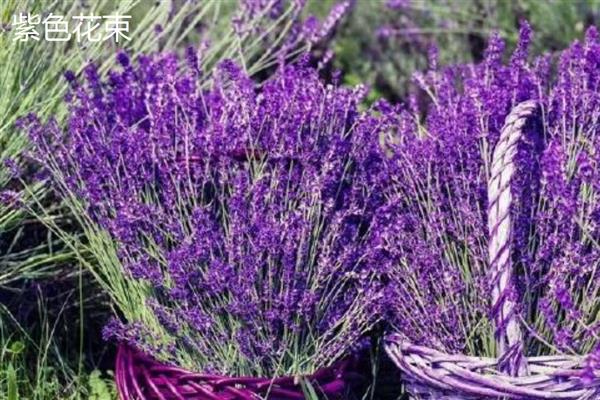 薰衣草是不是勿忘我,前者属于唇形科、后者属于紫草科