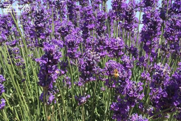 薰衣草是不是勿忘我,前者属于唇形科、后者属于紫草科