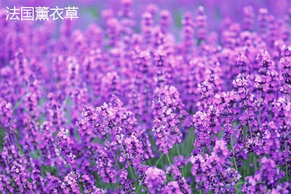 薰衣草是不是勿忘我,前者属于唇形科、后者属于紫草科