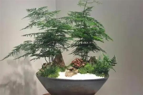 文竹能不能在室外过冬，生性不耐寒冬季要养在室内