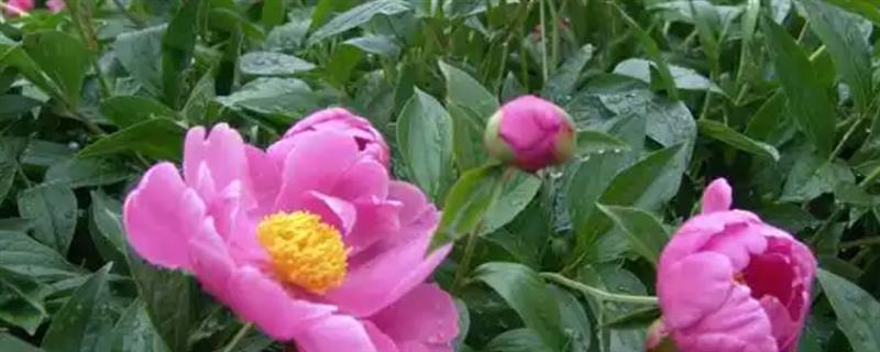 芍药2月移栽会活吗，2月份移栽能活