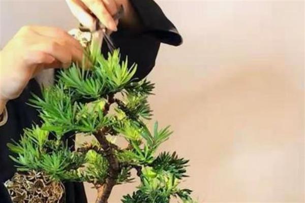 罗汉松盆景怎么修剪，剪除病虫枝可避免病虫害蔓延