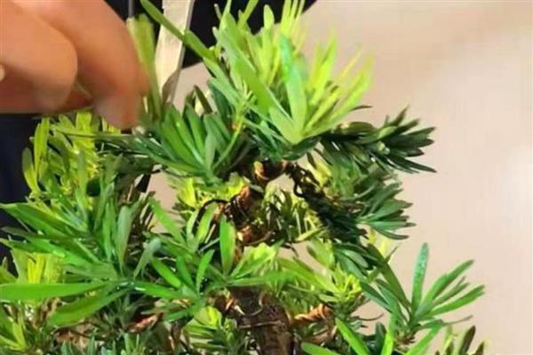 罗汉松盆景怎么修剪，剪除病虫枝可避免病虫害蔓延
