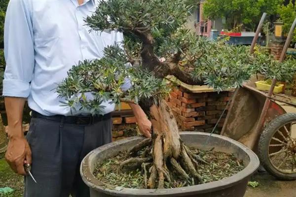 罗汉松盆景怎么修剪，剪除病虫枝可避免病虫害蔓延