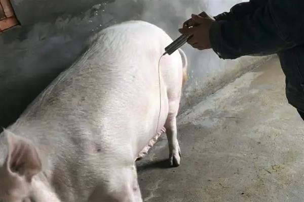 母猪胎盘下来后是不是代表已经产完小猪，即便排出胎盘也存在产仔的可能性