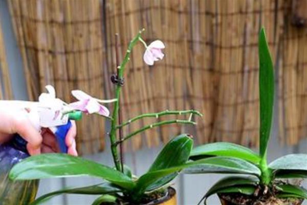 蝴蝶兰花期怎么养护，剪除枯黄浓密的枝叶可以节省养分