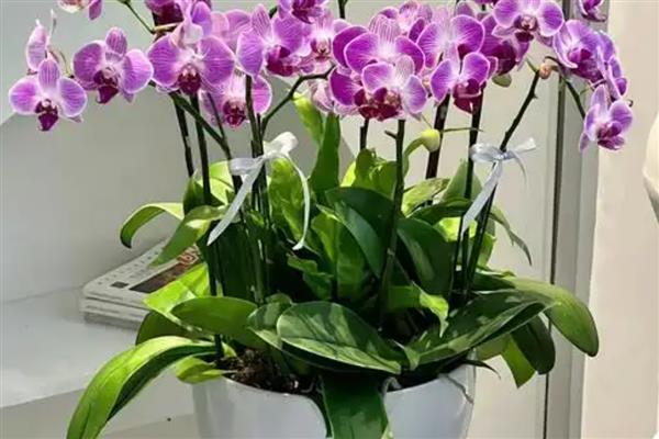 蝴蝶兰花期怎么养护，剪除枯黄浓密的枝叶可以节省养分