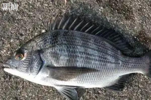 常见的鲷鱼品种，常见的有真鲷、黑鲷等