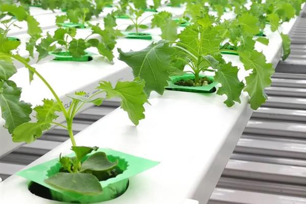 蔬菜如何进行无土栽培,花盆事先都要进行清洗和消毒