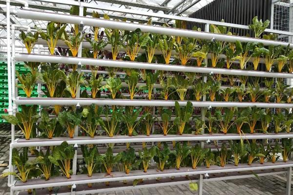 蔬菜如何进行无土栽培,花盆事先都要进行清洗和消毒