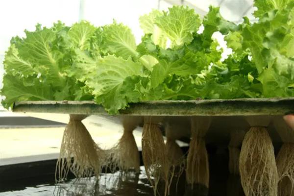 蔬菜如何进行无土栽培,花盆事先都要进行清洗和消毒