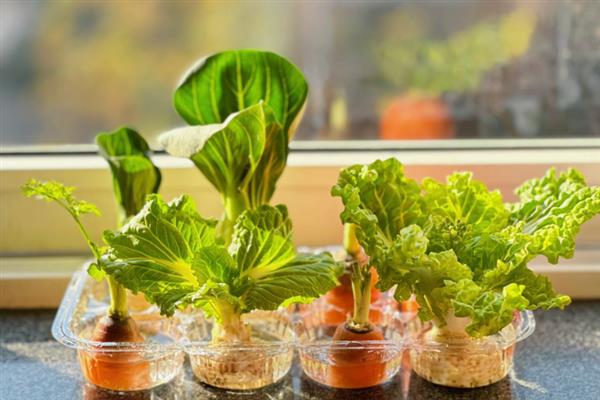蔬菜如何进行无土栽培,花盆事先都要进行清洗和消毒