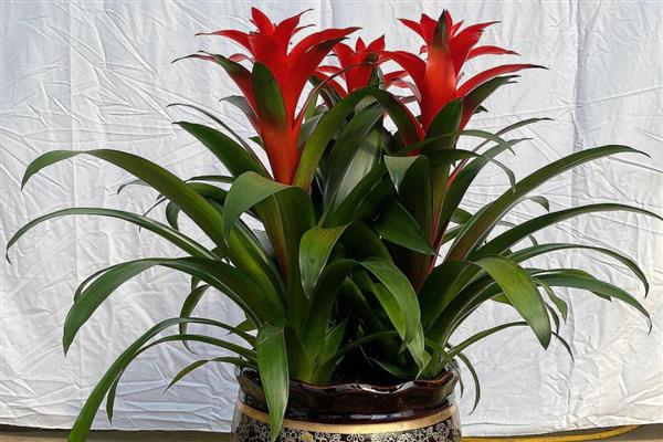 鸿运当头总有干叶的原因，一般是温度过低、水分过少、施肥过度等因素所致