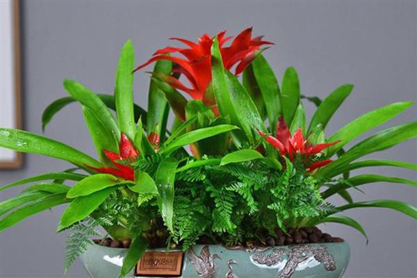 鸿运当头总有干叶的原因，一般是温度过低、水分过少、施肥过度等因素所致