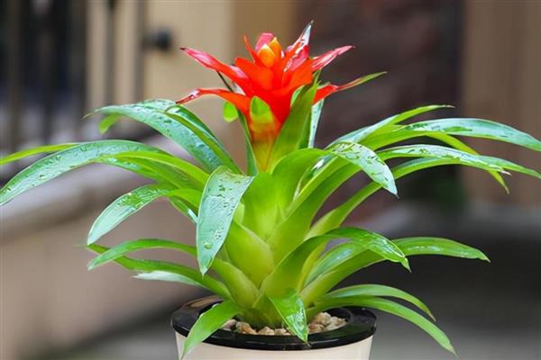 鸿运当头总有干叶的原因，一般是温度过低、水分过少、施肥过度等因素所致