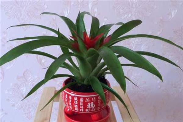 鸿运当头总有干叶的原因，一般是温度过低、水分过少、施肥过度等因素所致