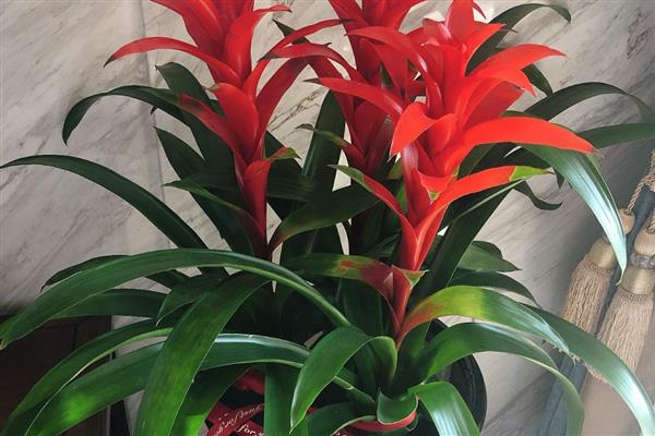 鸿运当头总有干叶的原因，一般是温度过低、水分过少、施肥过度等因素所致