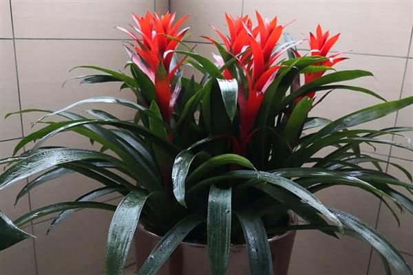 鸿运当头总有干叶的原因，一般是温度过低、水分过少、施肥过度等因素所致