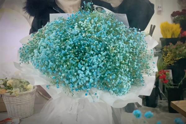 满天星的花语，寓意关怀照顾、清纯善良等
