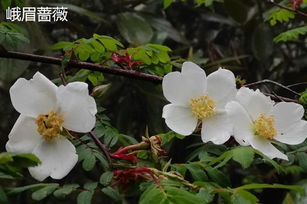 蔷薇有什么花语，代表热恋、友谊长青、爱的诺言