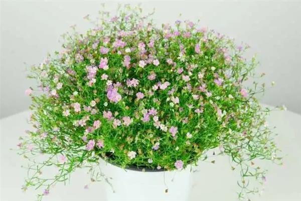 满天星的花语，寓意关怀照顾、清纯善良等